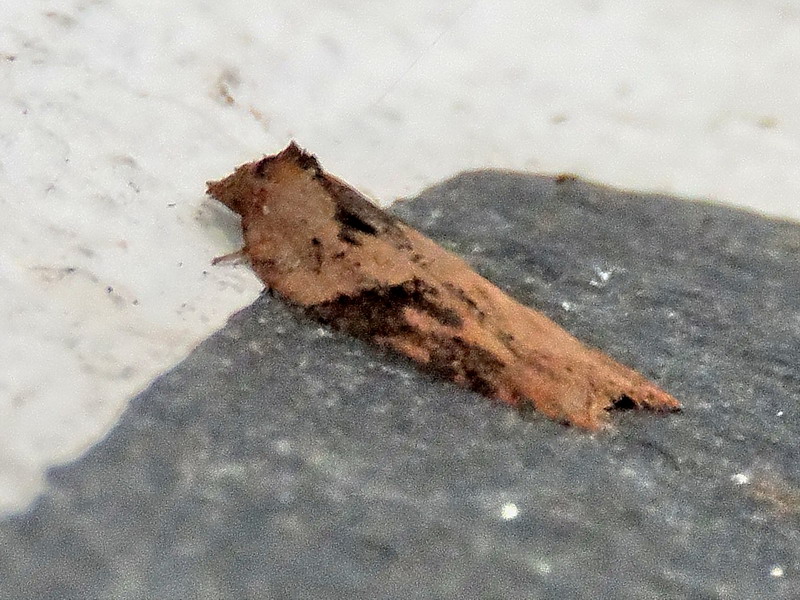 Tortricidae da id - Acleris sp.